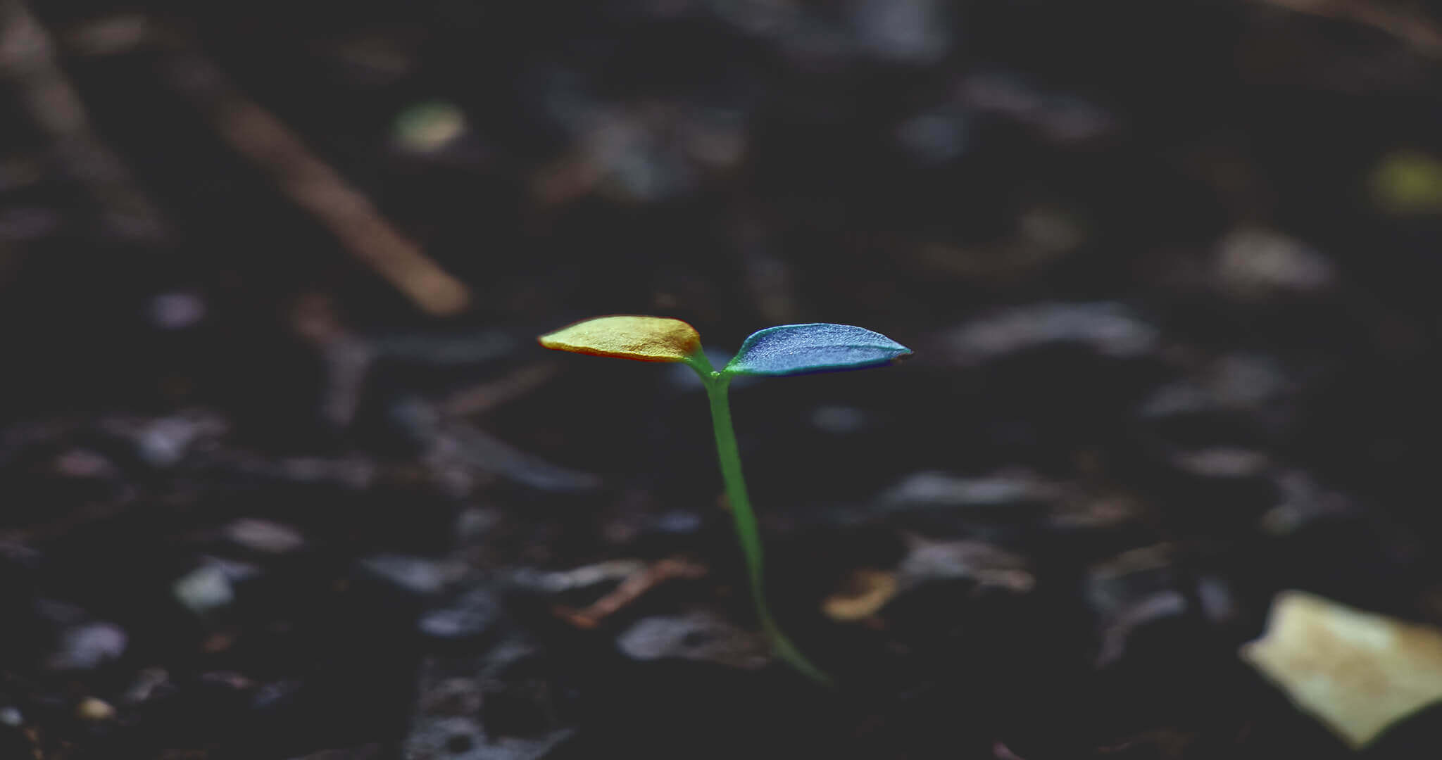 Deloitte Technology Fast 50 Neoteric is the fastest growing tech company in Pomerania.tiny