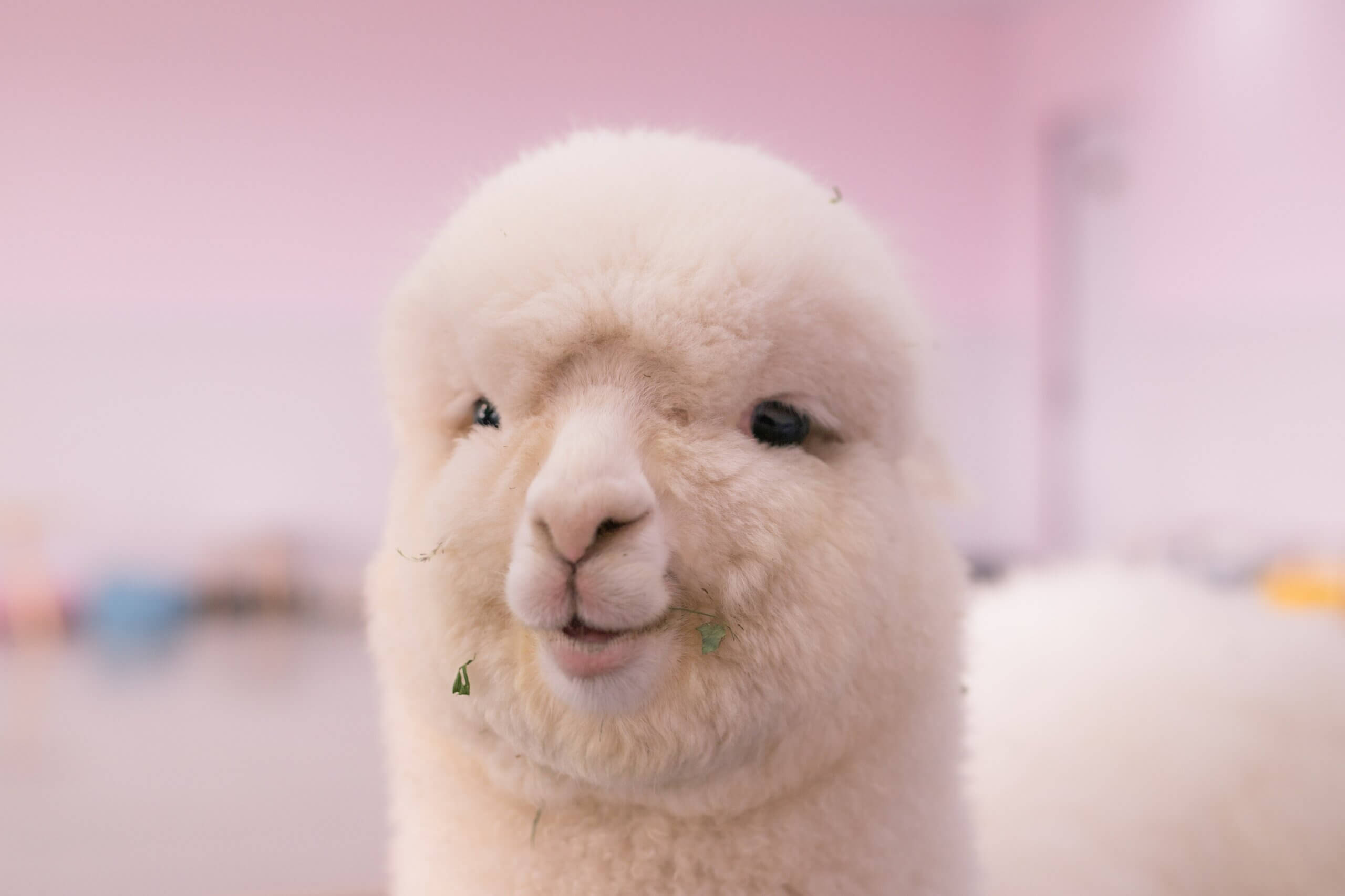 Is Llama 2 better than GPT models? 6 main differences between Llama 2, GPT-3.5 & GPT-4