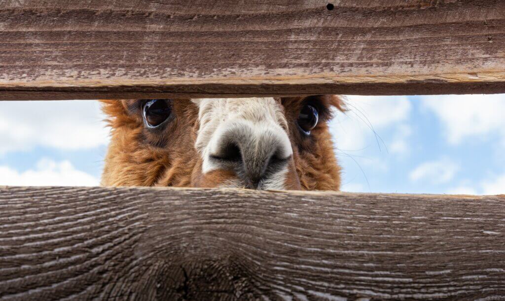 When is Llama 2 better than GPT-3.5 and GPT-4, and when is it not?