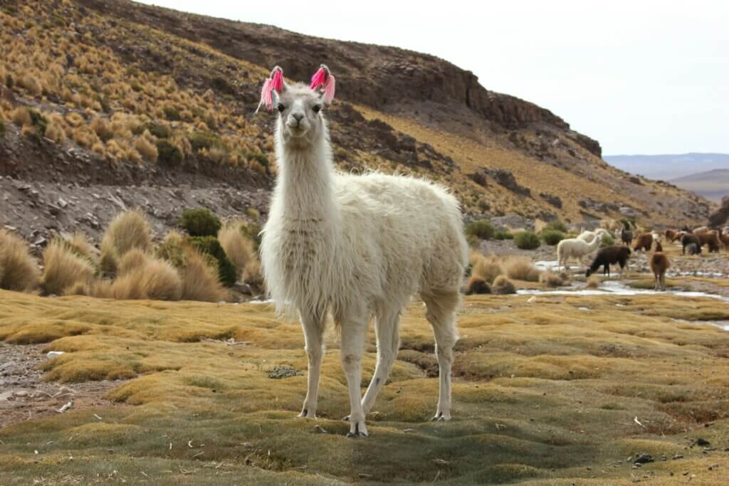 Illustration for paragraph Llama 2 vs. GPT-4 vs. GPT-3.5 — creativity